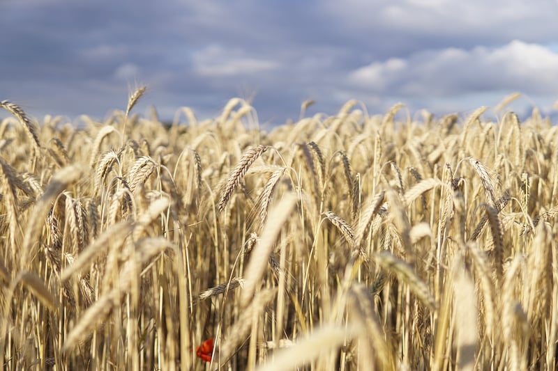 Agriculture